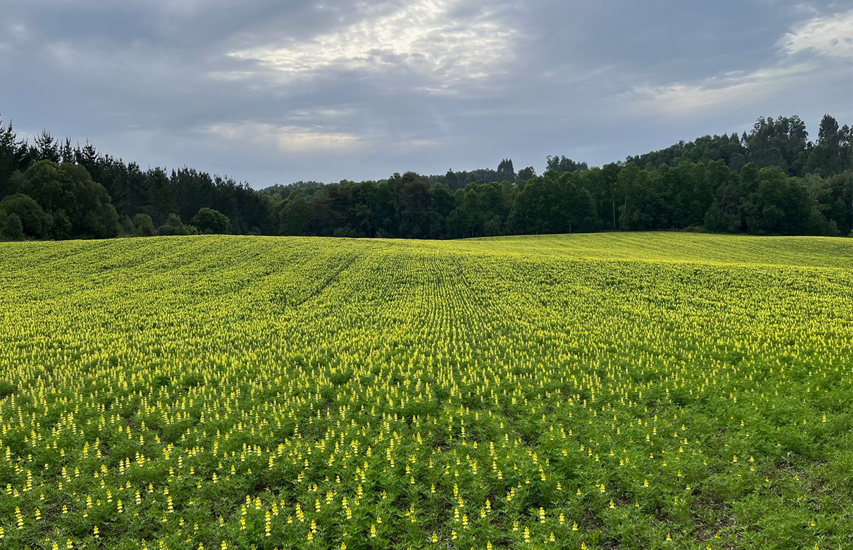 Campos-de-lupino-1